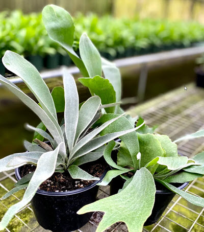 Assortment Staghorn